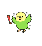 インコのゆるかわスタンプ40個（個別スタンプ：10）