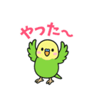 インコのゆるかわスタンプ40個（個別スタンプ：13）