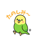 インコのゆるかわスタンプ40個（個別スタンプ：14）