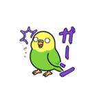 インコのゆるかわスタンプ40個（個別スタンプ：16）
