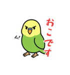 インコのゆるかわスタンプ40個（個別スタンプ：17）