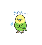 インコのゆるかわスタンプ40個（個別スタンプ：19）