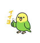 インコのゆるかわスタンプ40個（個別スタンプ：20）