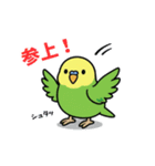 インコのゆるかわスタンプ40個（個別スタンプ：23）