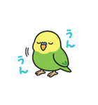 インコのゆるかわスタンプ40個（個別スタンプ：24）