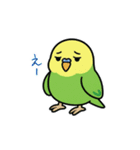 インコのゆるかわスタンプ40個（個別スタンプ：25）