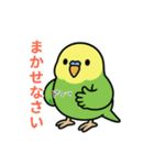 インコのゆるかわスタンプ40個（個別スタンプ：26）