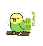 インコのゆるかわスタンプ40個（個別スタンプ：27）