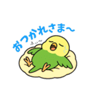 インコのゆるかわスタンプ40個（個別スタンプ：33）