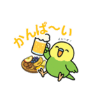 インコのゆるかわスタンプ40個（個別スタンプ：34）