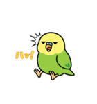 インコのゆるかわスタンプ40個（個別スタンプ：36）