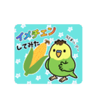インコのゆるかわスタンプ40個（個別スタンプ：39）