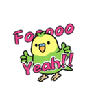 インコのゆるかわスタンプ40個（個別スタンプ：40）