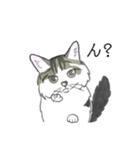 ねこのいも＆まっつぁん スタンプ（個別スタンプ：14）