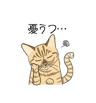 ねこのいも＆まっつぁん スタンプ（個別スタンプ：31）