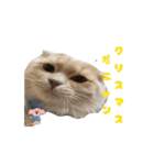 タロちゃんサンタ（個別スタンプ：6）