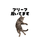 パンツ履いてます猫（個別スタンプ：3）