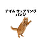 パンツ履いてます猫（個別スタンプ：5）