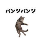 パンツ履いてます猫（個別スタンプ：11）