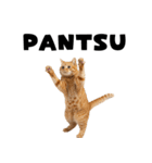 パンツ履いてます猫（個別スタンプ：18）
