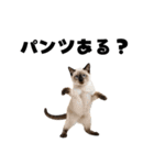 パンツ履いてます猫（個別スタンプ：19）