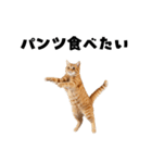 パンツ履いてます猫（個別スタンプ：21）