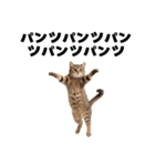 パンツ履いてます猫（個別スタンプ：22）