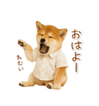 ネガティブな癒し柴犬（個別スタンプ：1）