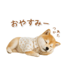 ネガティブな癒し柴犬（個別スタンプ：2）