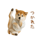 ネガティブな癒し柴犬（個別スタンプ：5）