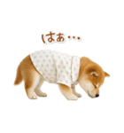 ネガティブな癒し柴犬（個別スタンプ：6）