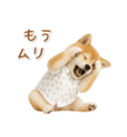 ネガティブな癒し柴犬（個別スタンプ：7）