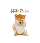 ネガティブな癒し柴犬（個別スタンプ：9）