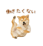 ネガティブな癒し柴犬（個別スタンプ：10）