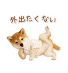 ネガティブな癒し柴犬（個別スタンプ：11）