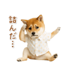 ネガティブな癒し柴犬（個別スタンプ：14）