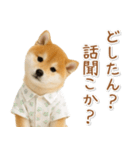 ネガティブな癒し柴犬（個別スタンプ：16）