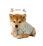 ネガティブな癒し柴犬（個別スタンプ：18）