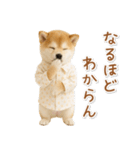 ネガティブな癒し柴犬（個別スタンプ：19）