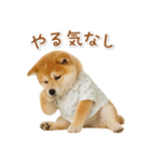 ネガティブな癒し柴犬（個別スタンプ：21）