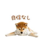 ネガティブな癒し柴犬（個別スタンプ：23）