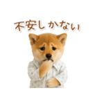 ネガティブな癒し柴犬（個別スタンプ：24）