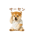 ネガティブな癒し柴犬（個別スタンプ：25）