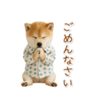 ネガティブな癒し柴犬（個別スタンプ：26）