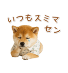 ネガティブな癒し柴犬（個別スタンプ：27）