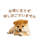 ネガティブな癒し柴犬（個別スタンプ：28）