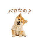 ネガティブな癒し柴犬（個別スタンプ：29）