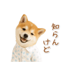 ネガティブな癒し柴犬（個別スタンプ：34）
