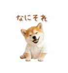 ネガティブな癒し柴犬（個別スタンプ：35）