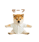 ネガティブな癒し柴犬（個別スタンプ：36）